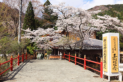 3月29日　本部の桜が満開