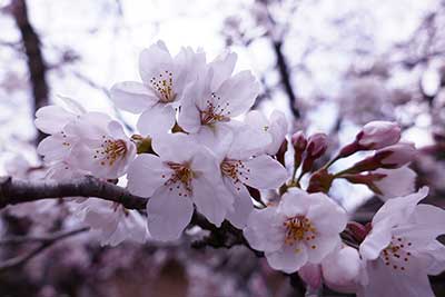 本部の桜が開花