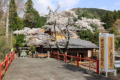 宮主の愛した桜